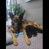 German Shepherd (Alsatian)