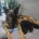 German Shepherd (Alsatian)