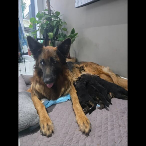 German Shepherd (Alsatian)