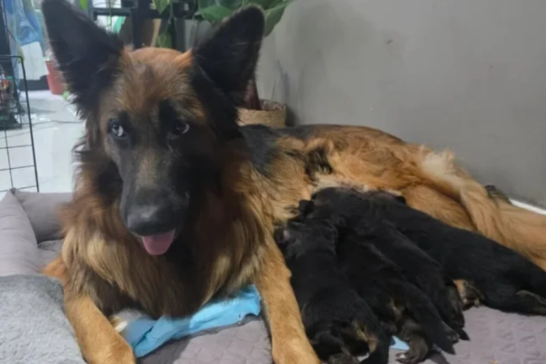 German Shepherd (Alsatian)