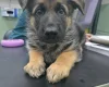 German Shepherd (Alsatian)