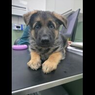 German Shepherd (Alsatian)