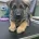 German Shepherd (Alsatian)