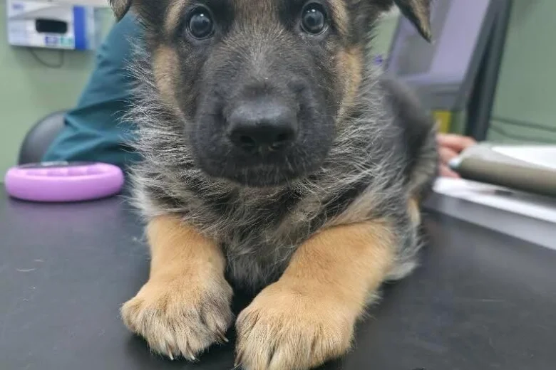 German Shepherd (Alsatian)