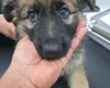 German Shepherd (Alsatian)