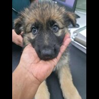 German Shepherd (Alsatian)