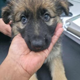 German Shepherd (Alsatian)