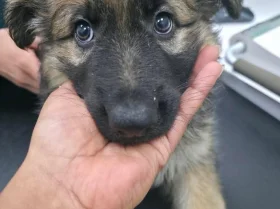 German Shepherd (Alsatian)
