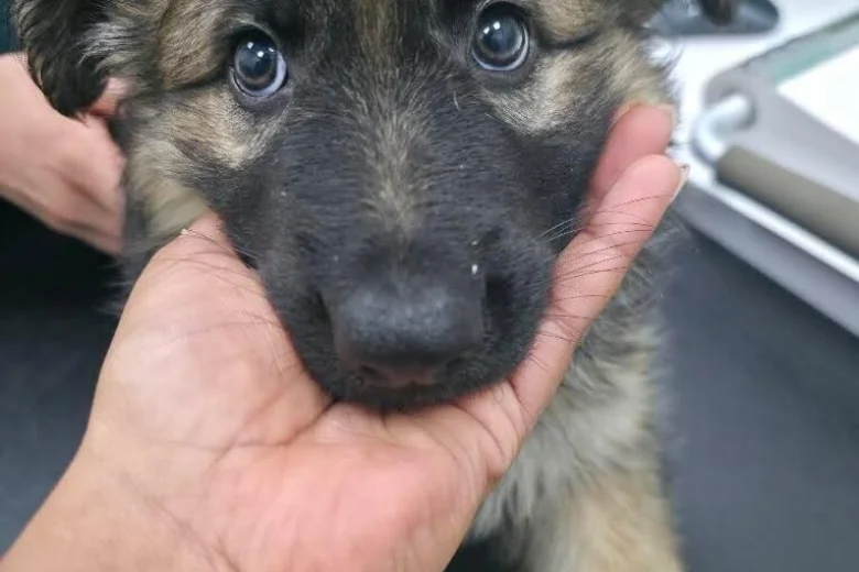 German Shepherd (Alsatian)