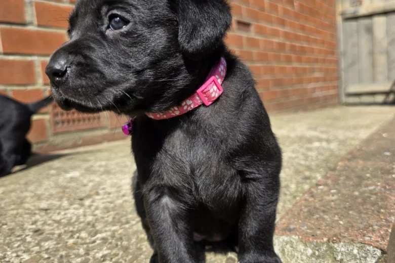 Labrador Retriever
