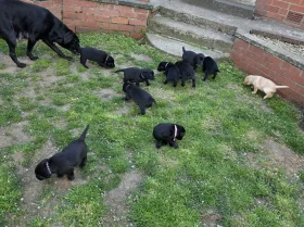 Labrador Retriever