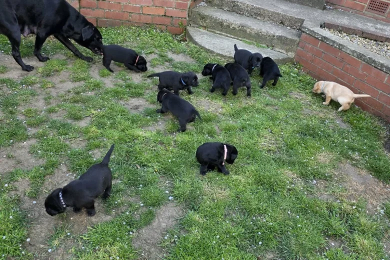 Labrador Retriever