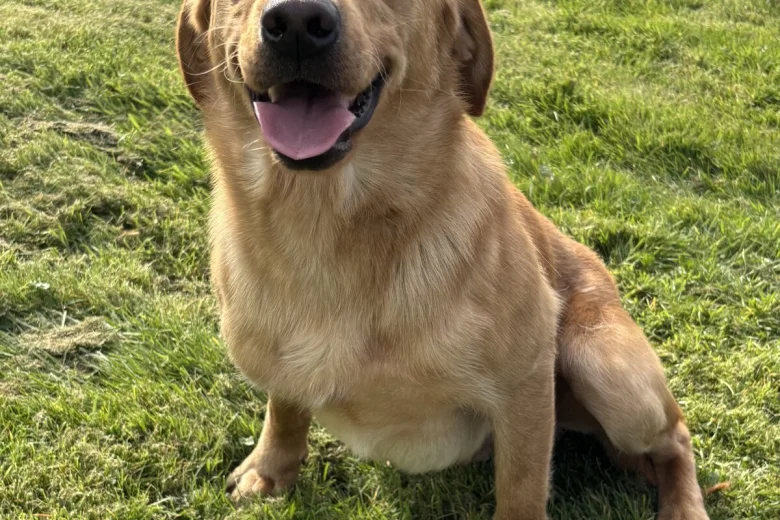 Labrador Retriever