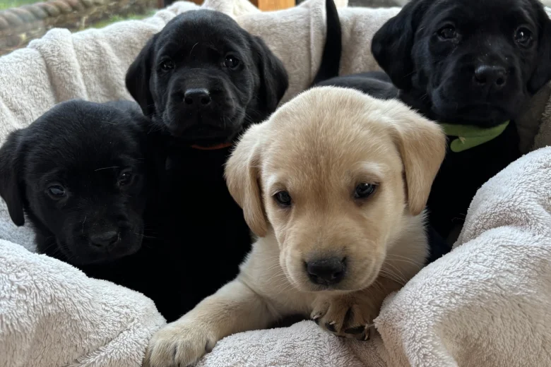 Labrador Retriever