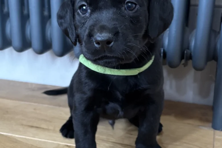 Labrador Retriever