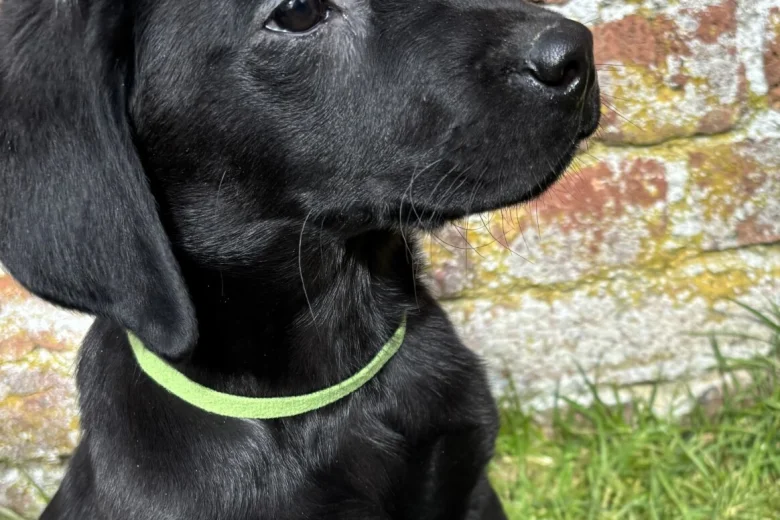 Labrador Retriever