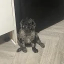 Labradoodle
