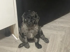 Labradoodle
