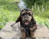 Cockapoo