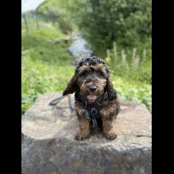 Cockapoo