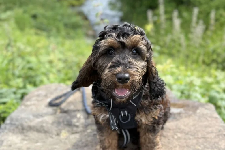 Cockapoo