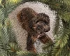 Cockapoo