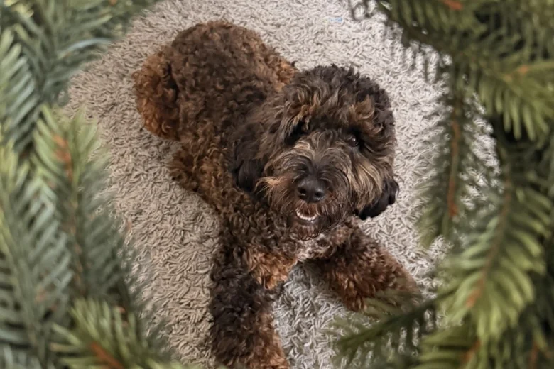 Cockapoo
