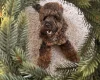 Cockapoo
