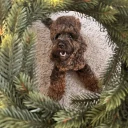 Cockapoo