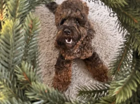 Cockapoo