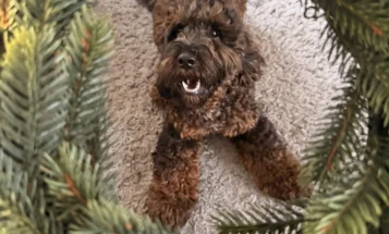 Cockapoo