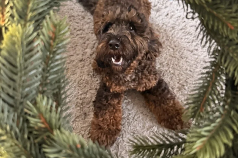 Cockapoo