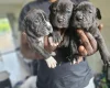 Bullmastiff