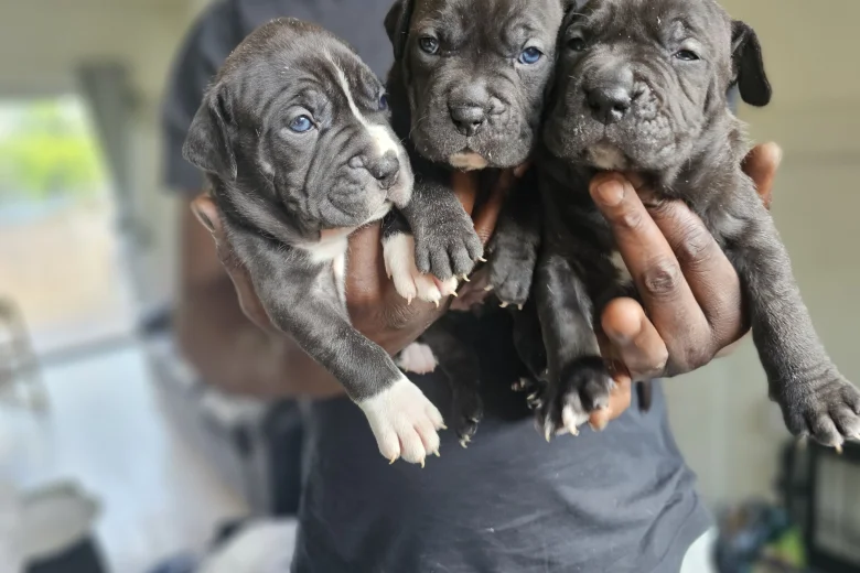 Bullmastiff