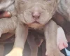 Bullmastiff