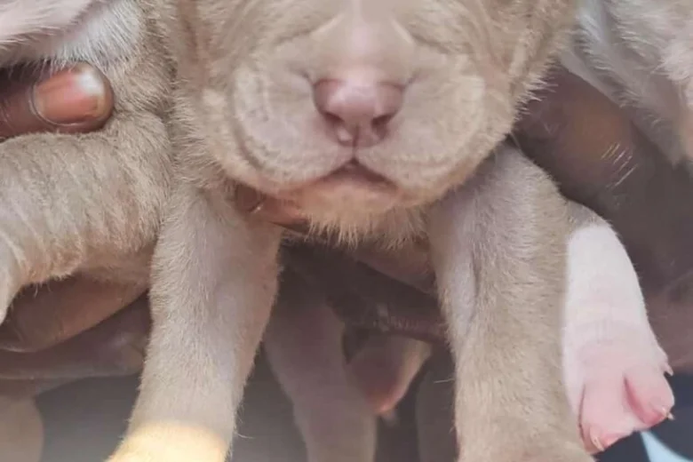 Bullmastiff