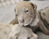 Bullmastiff