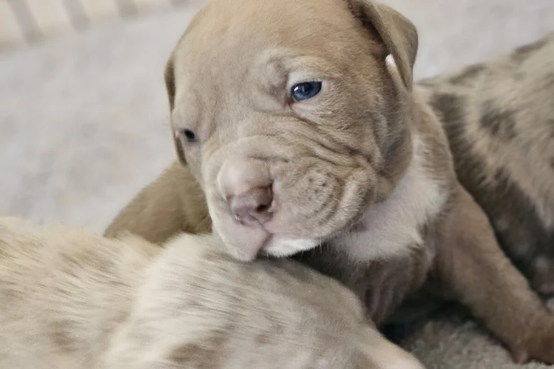 Bullmastiff