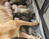 Bullmastiff