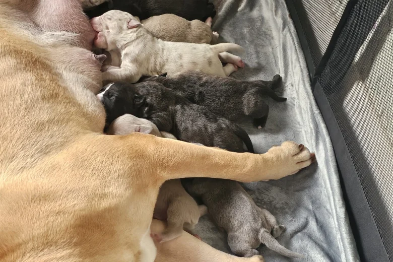 Bullmastiff