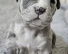 Bullmastiff