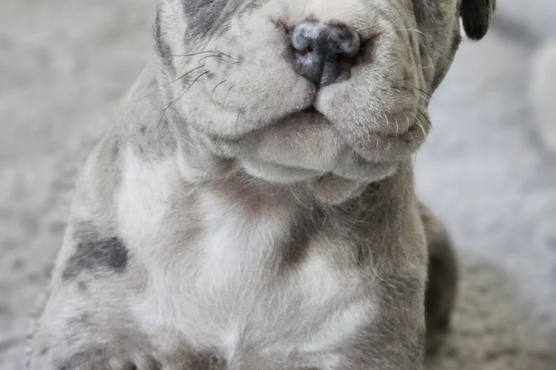 Bullmastiff