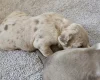 Bullmastiff