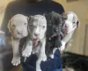 Bullmastiff