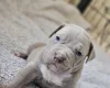 Bullmastiff