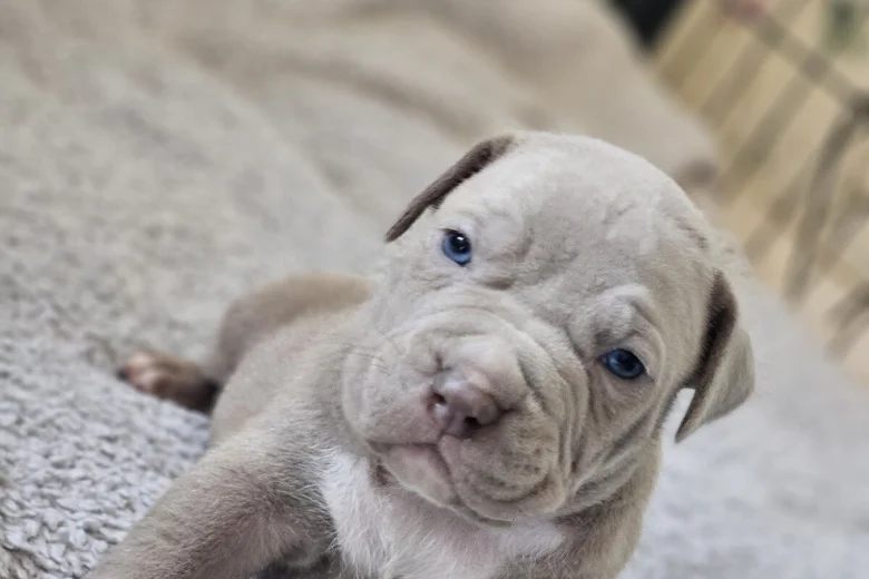 Bullmastiff