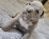 Bullmastiff