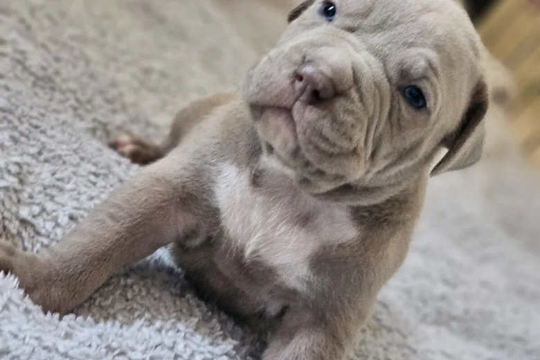 Bullmastiff