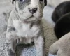 Bullmastiff