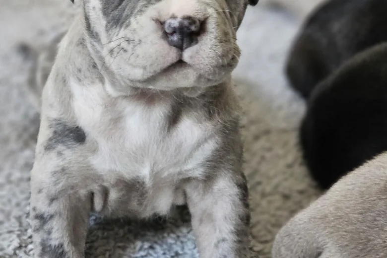 Bullmastiff